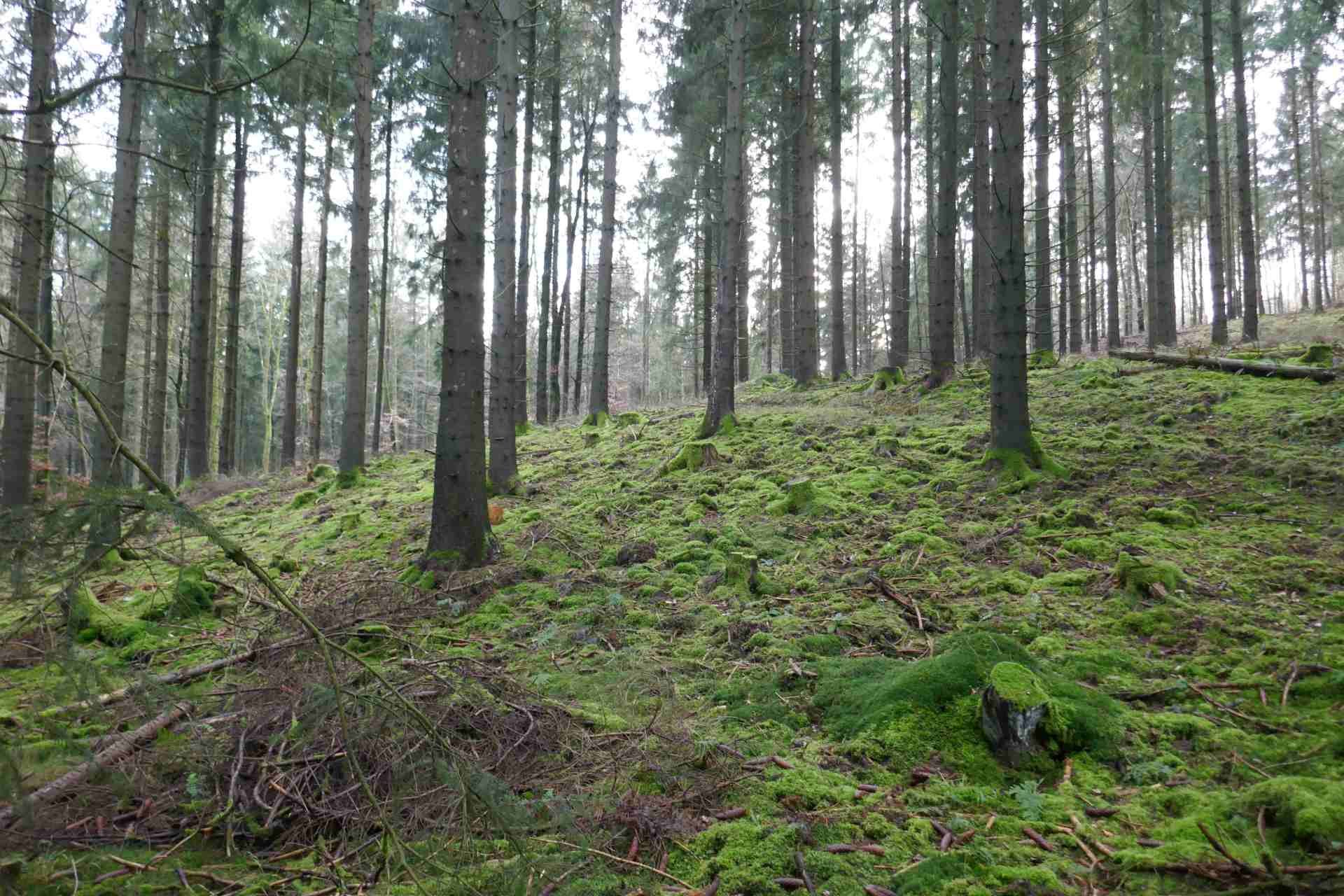 01 Januar - rund um den Wöllerstein